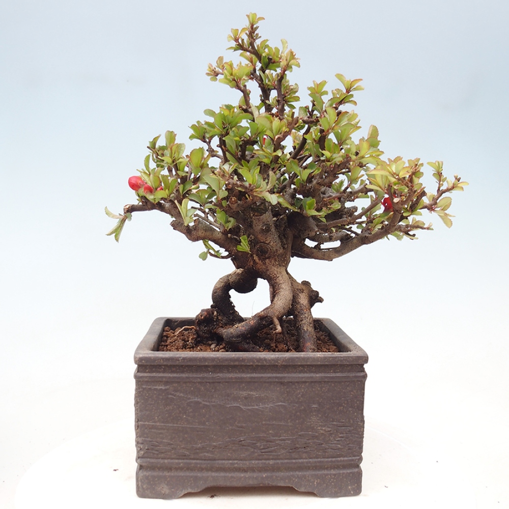 Bonsai da esterno - Chaneomeles speciosa - Cotogno