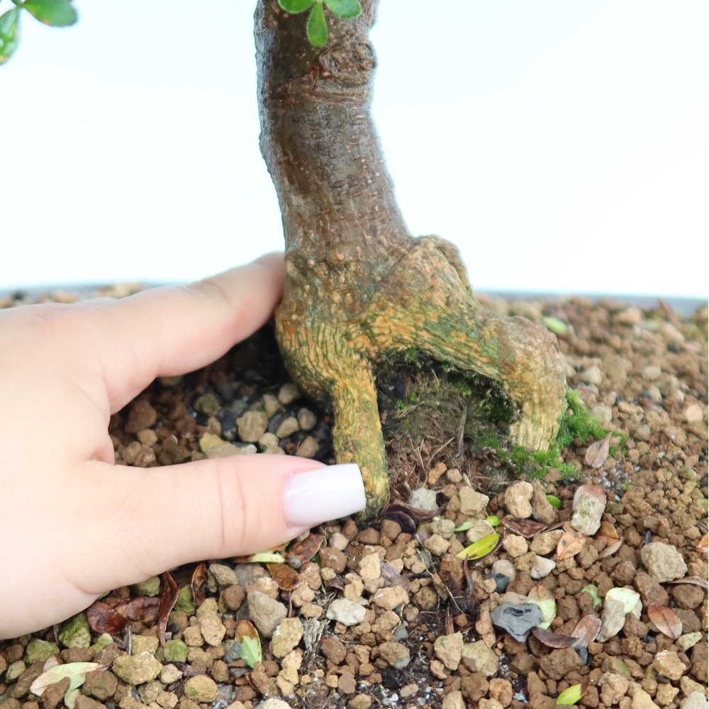 Camera bonsai - Zantoxylum piperitum - albero del pepe