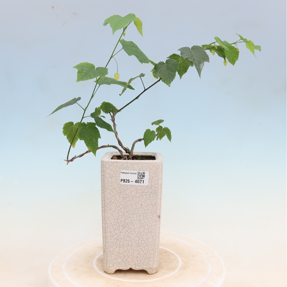 Bonsai da interno - Abutilon Big Bell - Cloudberry