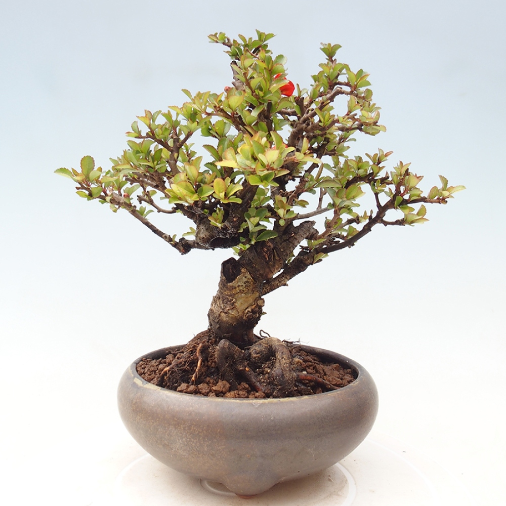 Bonsai da esterno - Chaneomeles speciosa - Cotogno