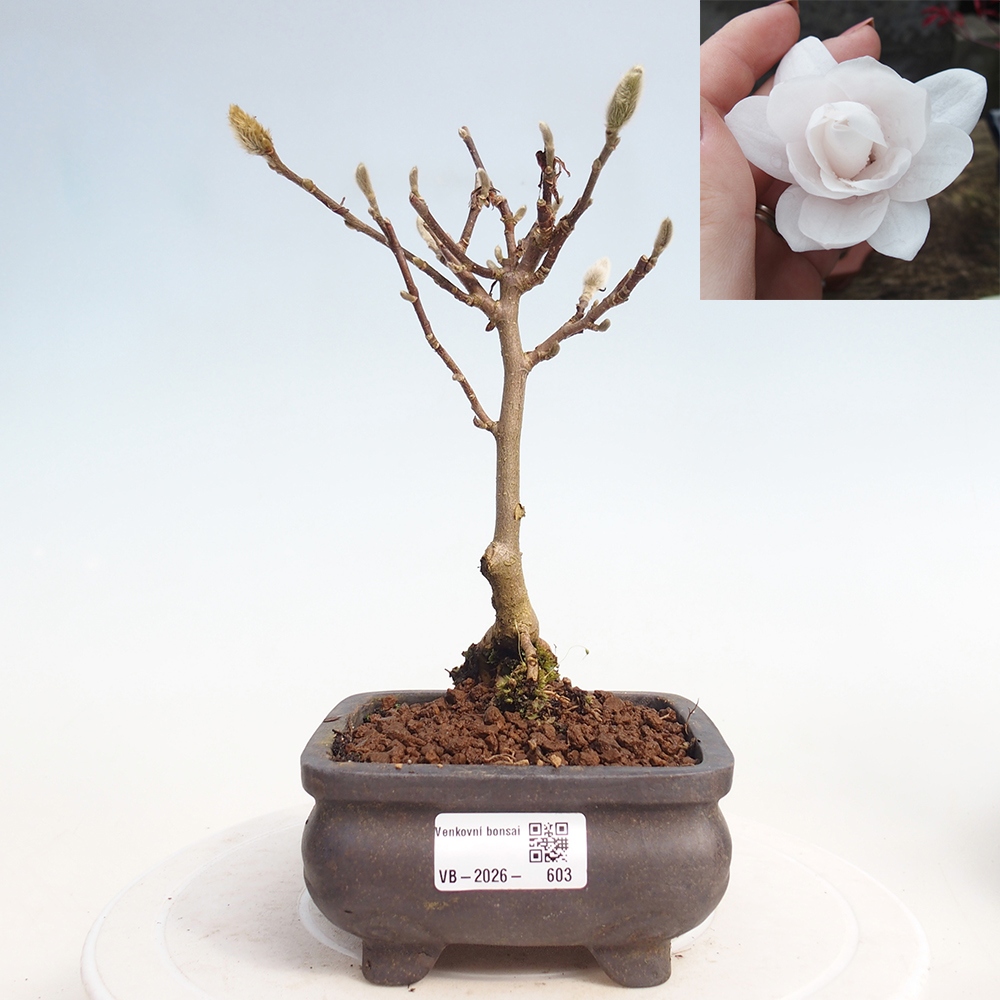 Bonsai da esterno - Magnolia stellata