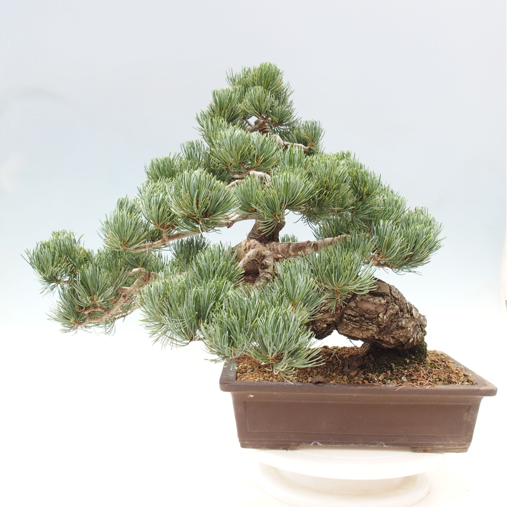 Bonsai da esterno - Pinus parviflora - Pinus parviflora