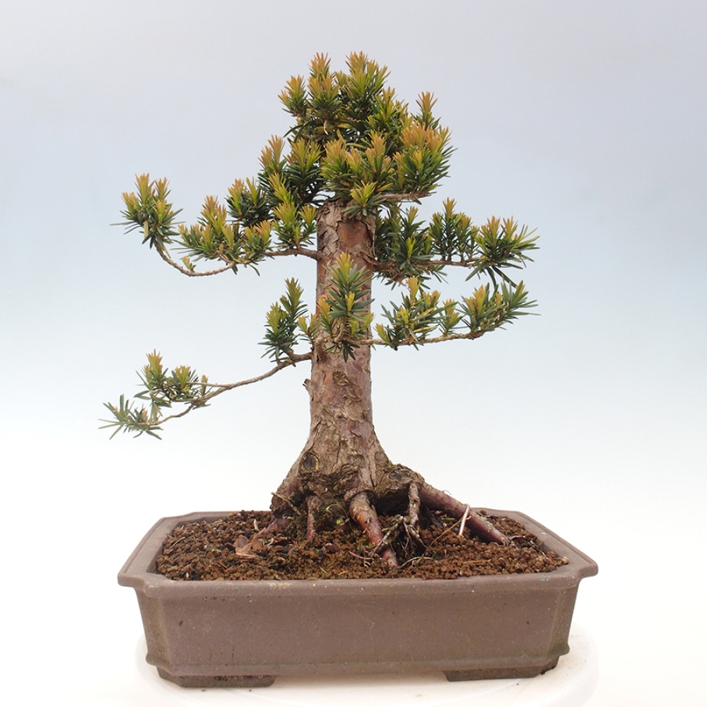 Bonsai da esterno - Taxus cuspidata - Tasso giapponese