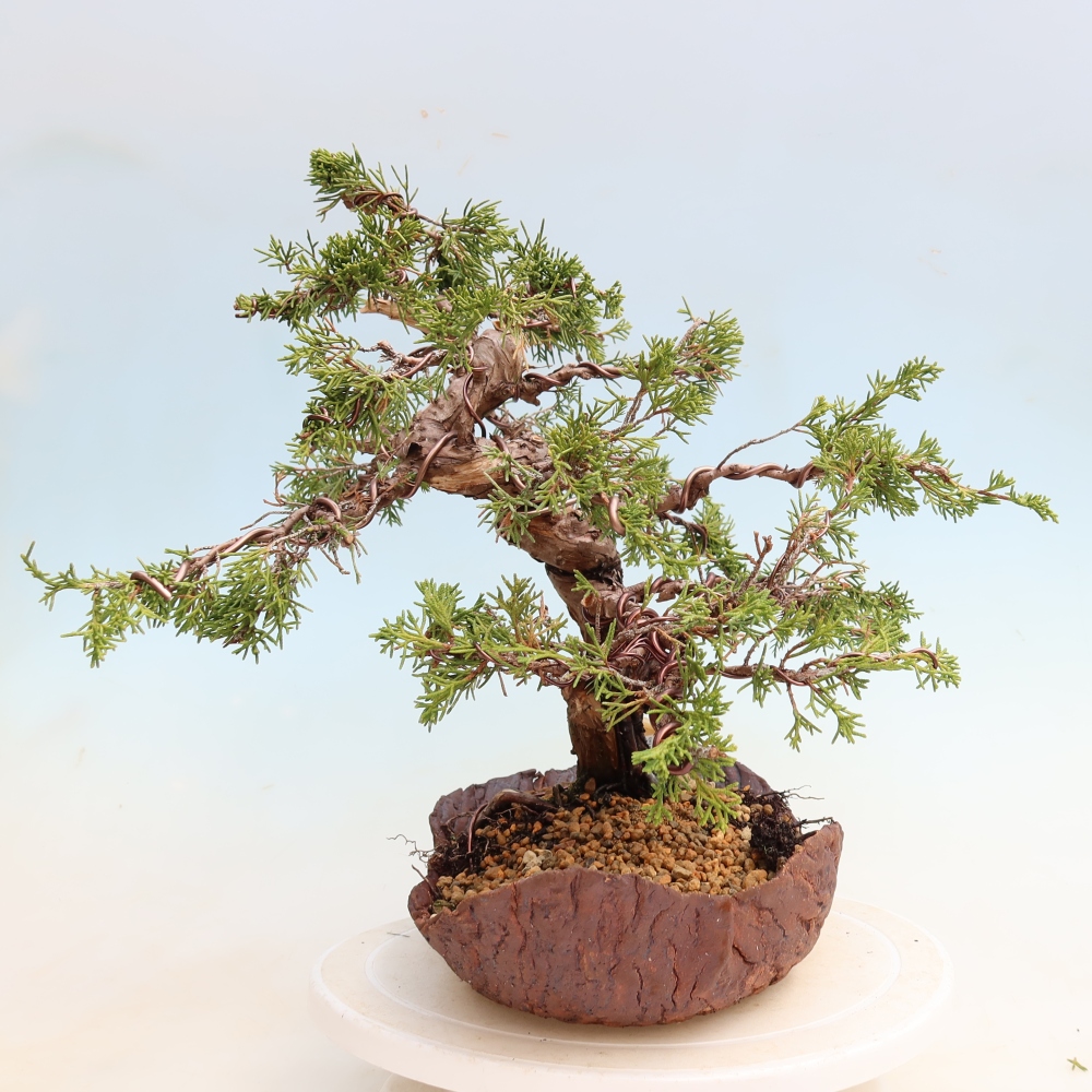 Bonsai da esterno - Juniperus chinensis Itoigawa-Juniperus chinensis