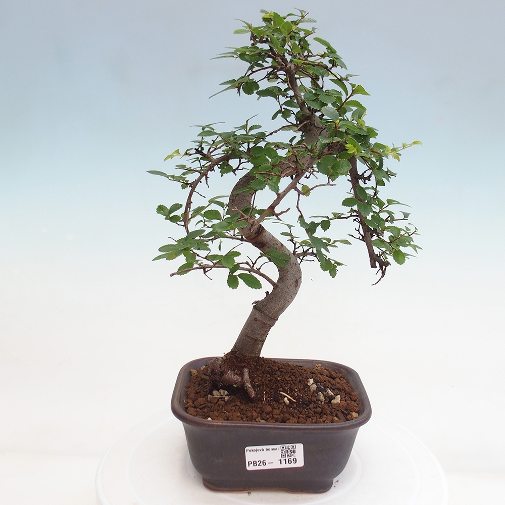 Camera bonsai - Ulmus parvifolia - Olmo a foglie piccole