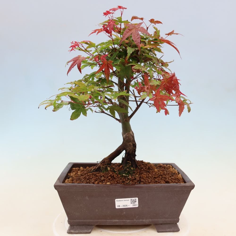 Acero norvegese - Acer palmatum Beni Tsukasa