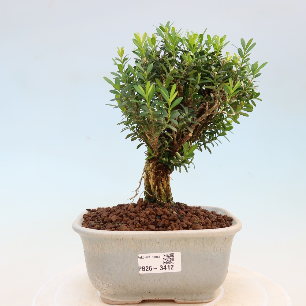 Camera bonsai - Buxus harlandii - buxus da sughero