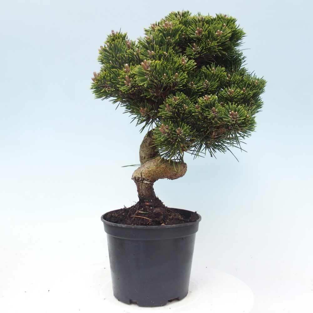 Bonsai da esterno - Pinus thunbergii senjyumaru - Pino di Thunberg
