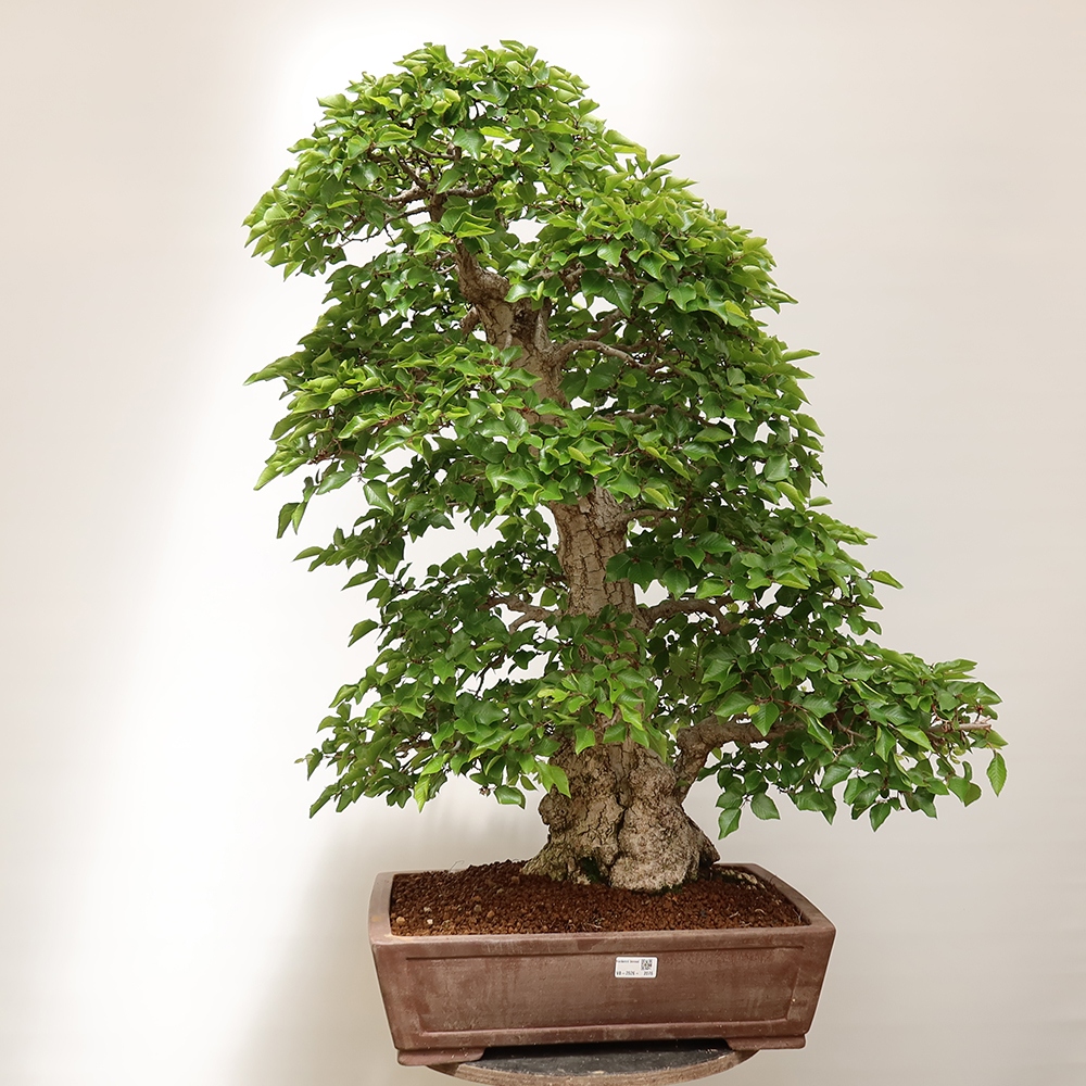Bonsai da esterno -Carpinus Coreana - Carpino coreano