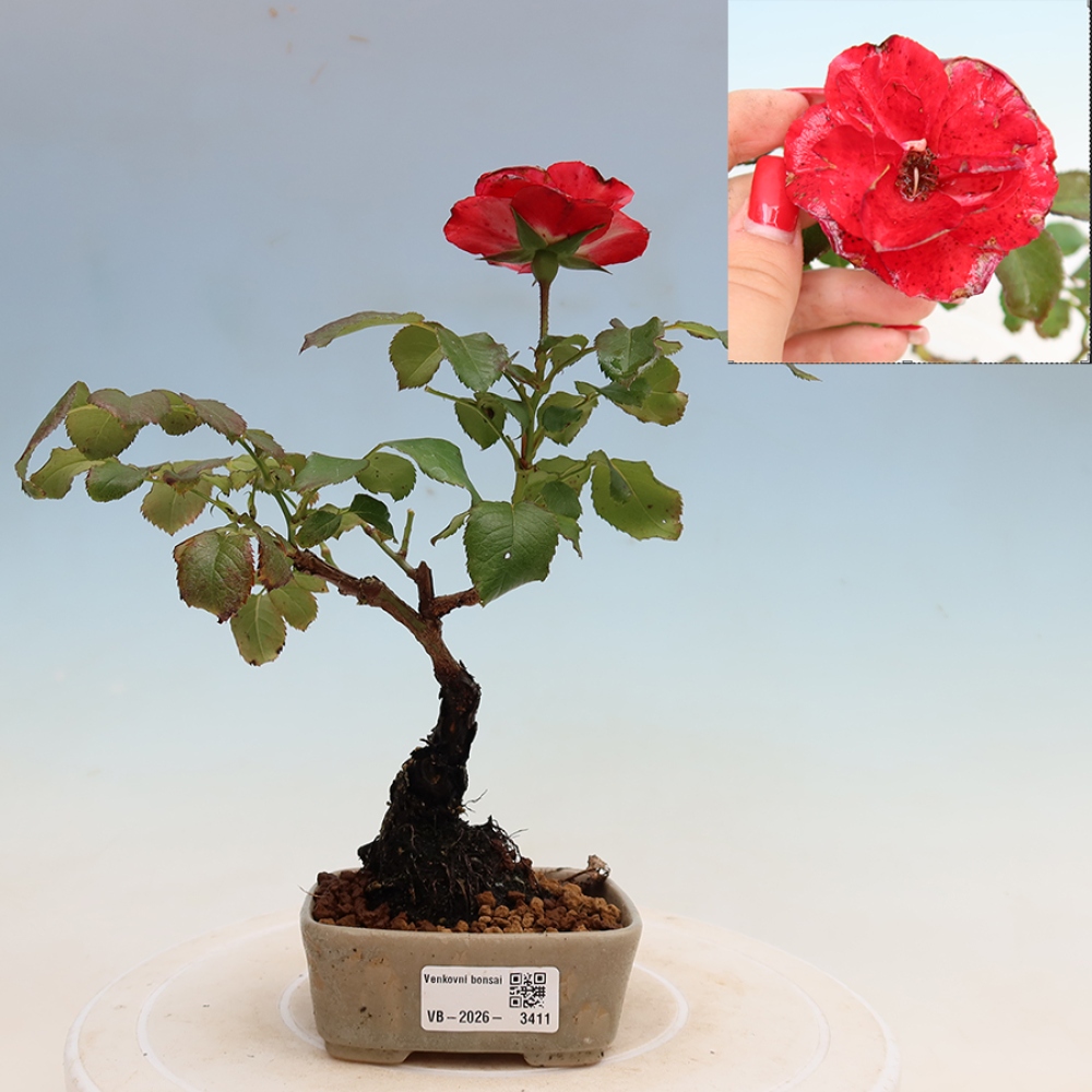 Bonsai da esterno - Rosa Kordes - rosa