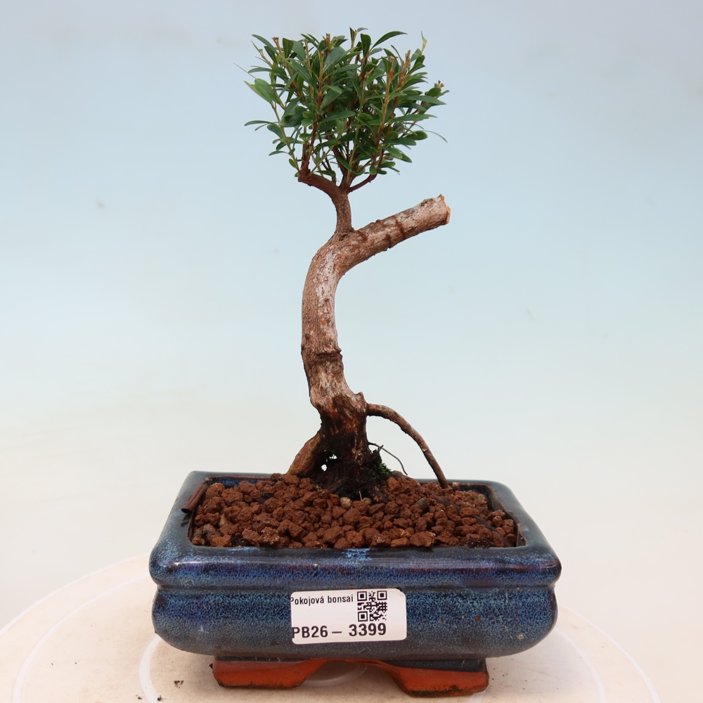 Camera bonsai - Syzygium - Pimento