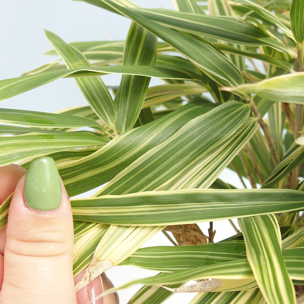 Bonsai da esterno - Sasaella masamuneana Albostriata - Bambù