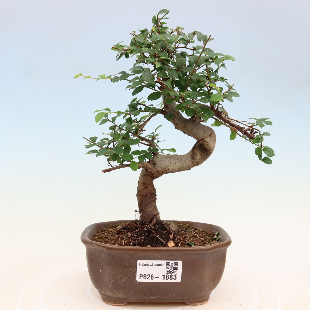 Camera bonsai - Ulmus parvifolia - Olmo a foglie piccole
