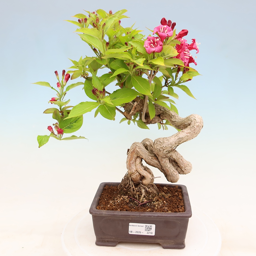 Bonsai da esterno - Weigela subsessilis - Weigela coreana