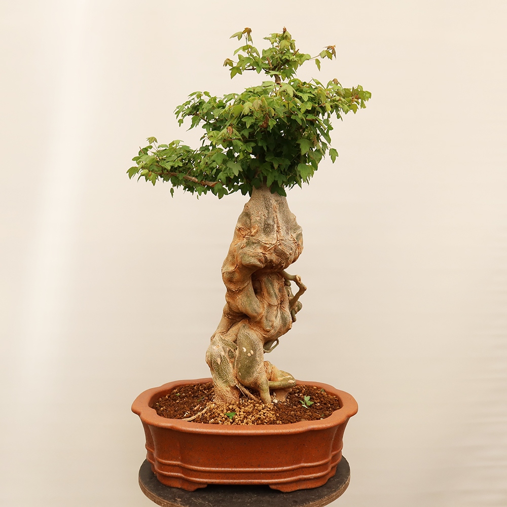 Bonsai da esterno - Acero Burger - Acer Burgerianum