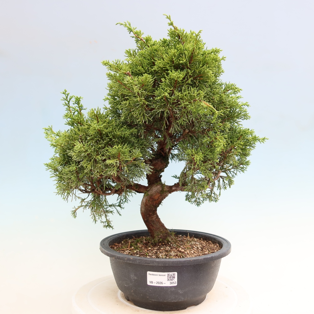 Bonsai da esterno - Juniperus chinensis Itoigawa-Juniperus chinensis
