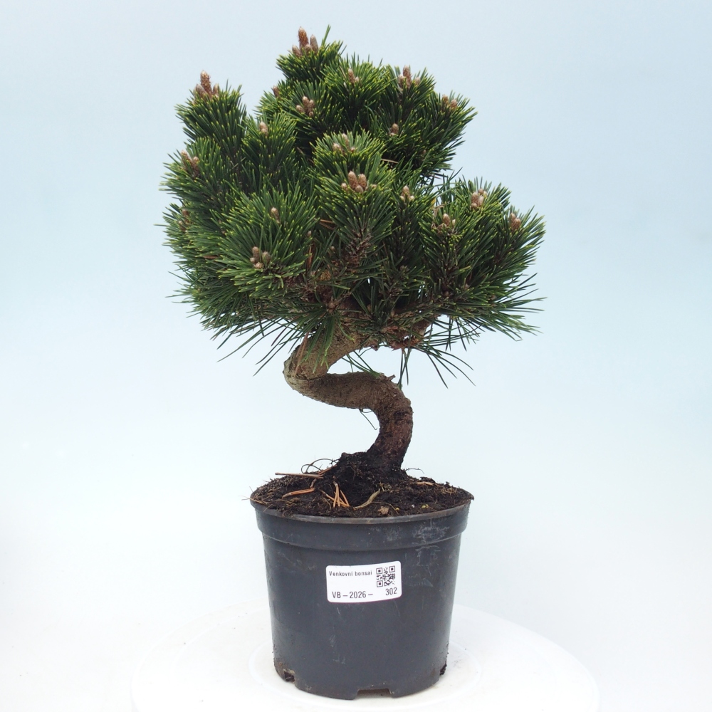 Bonsai da esterno - Pinus thunbergii senjyumaru - Pino di Thunberg