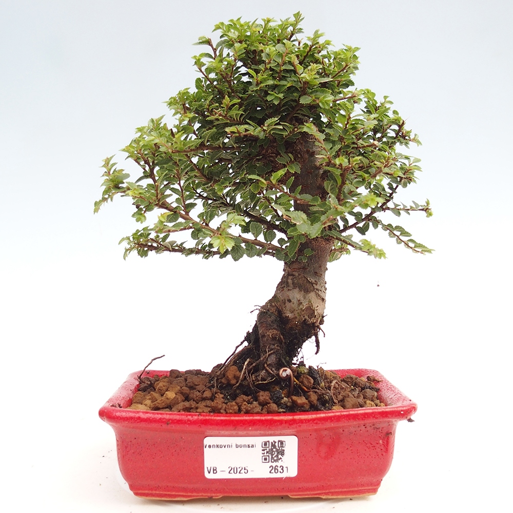 Bonsai da esterno - Ulmus parvifolia Hokkaido - Olmo cinese