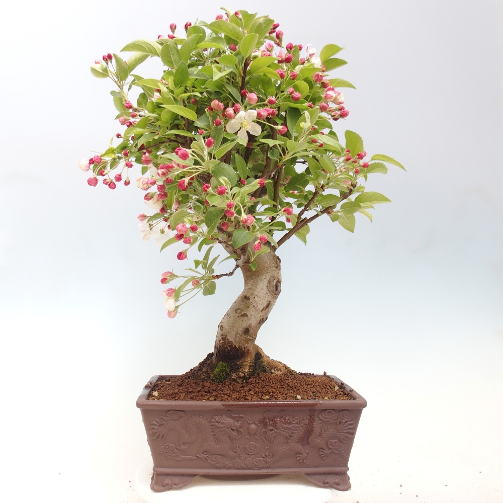 Bonsai da esterno -Malus halliana - Melo a frutto piccolo