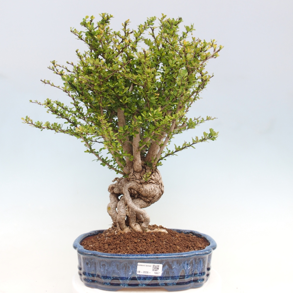 Bonsai da esterno - Berberis coreana