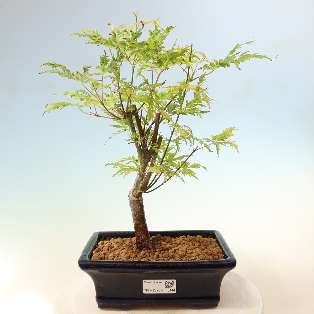 Bonsai da esterno - Acer palmatum Dissectum
