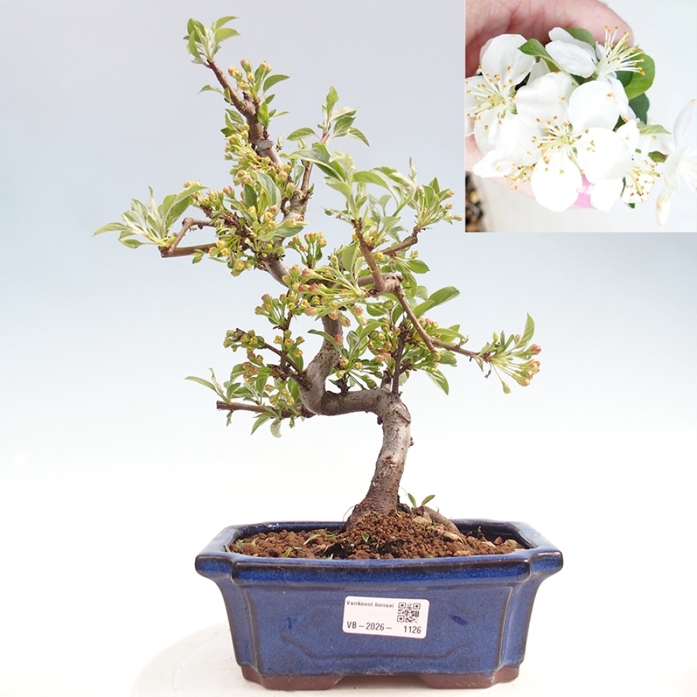 Bonsai da esterno - Malus sargentii - Melo a frutto piccolo
