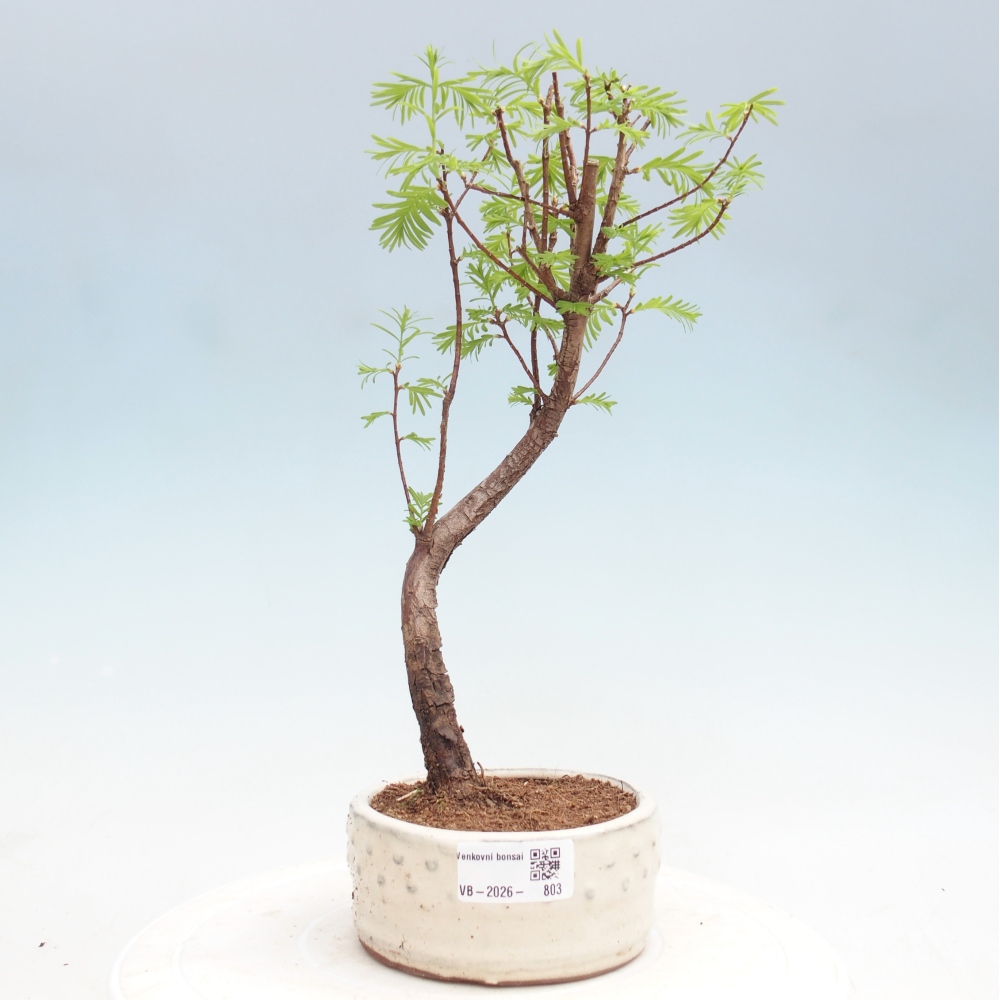 Bonsai da esterno - Metasequoia glyptostroboides - Metasequoia cinese