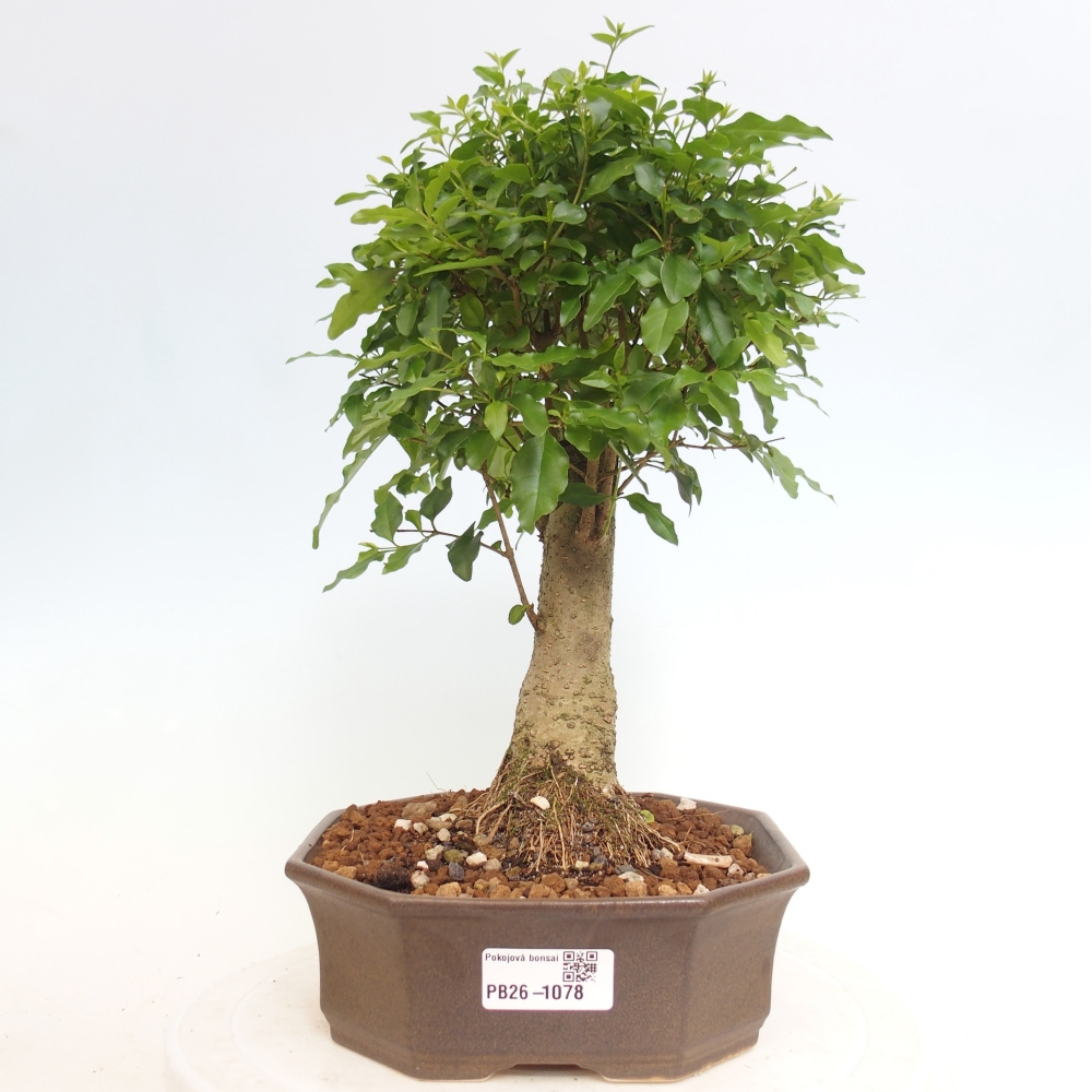 Camera bonsai -Ligustrum chinensis - Becco d'uccello