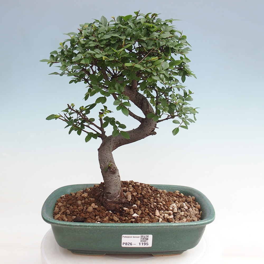 Camera bonsai - Ulmus parvifolia - Olmo a foglie piccole