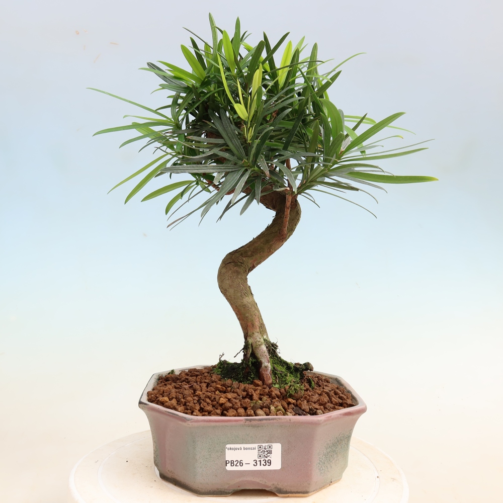 Camera bonsai - Podocarpus - Tasso delle pietre