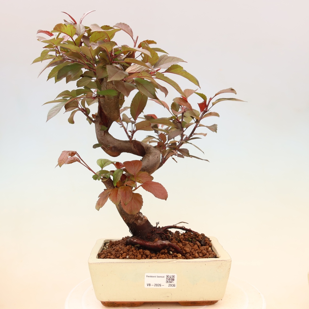 Bonsai da esterno -Malus domestica - Melo a piccoli frutti a foglie rosse