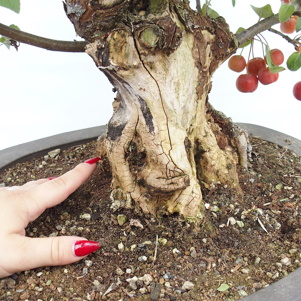 Bonsai da esterno -Malus halliana - Melo a frutto piccolo