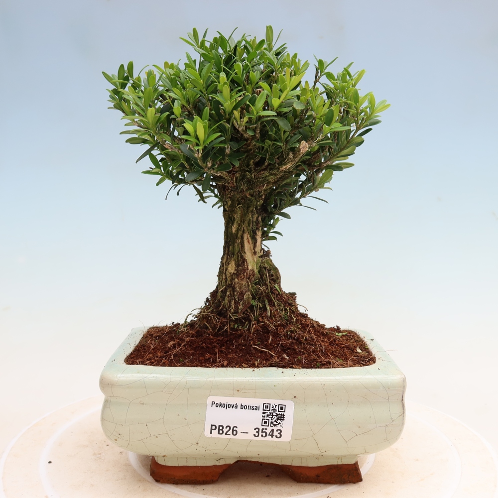 Camera bonsai - Buxus harlandii - buxus da sughero