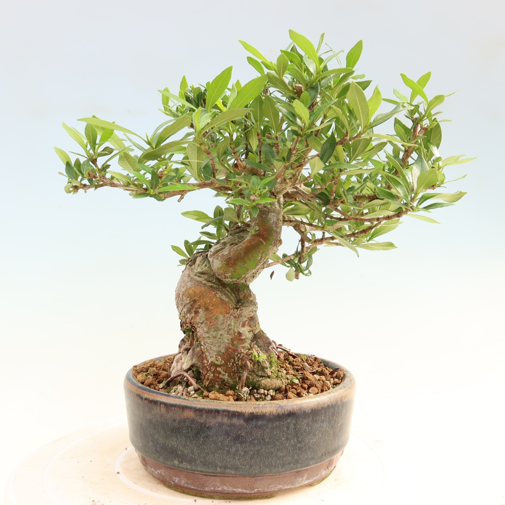 Camera bonsai - Gardenia jasminoides-Gardenia