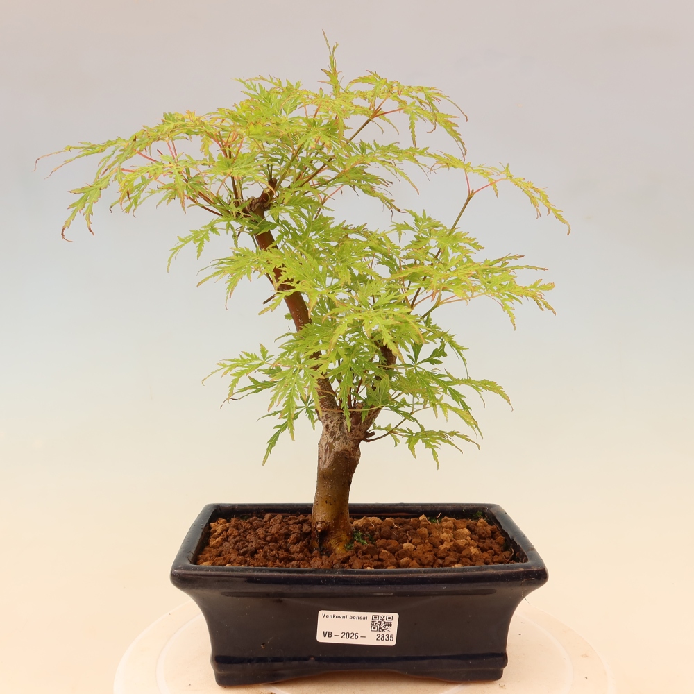 Bonsai da esterno - Acer palmatum Dissectum