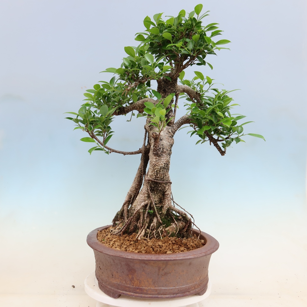 Camera bonsai - Ficus kimmen - ficus a foglie piccole