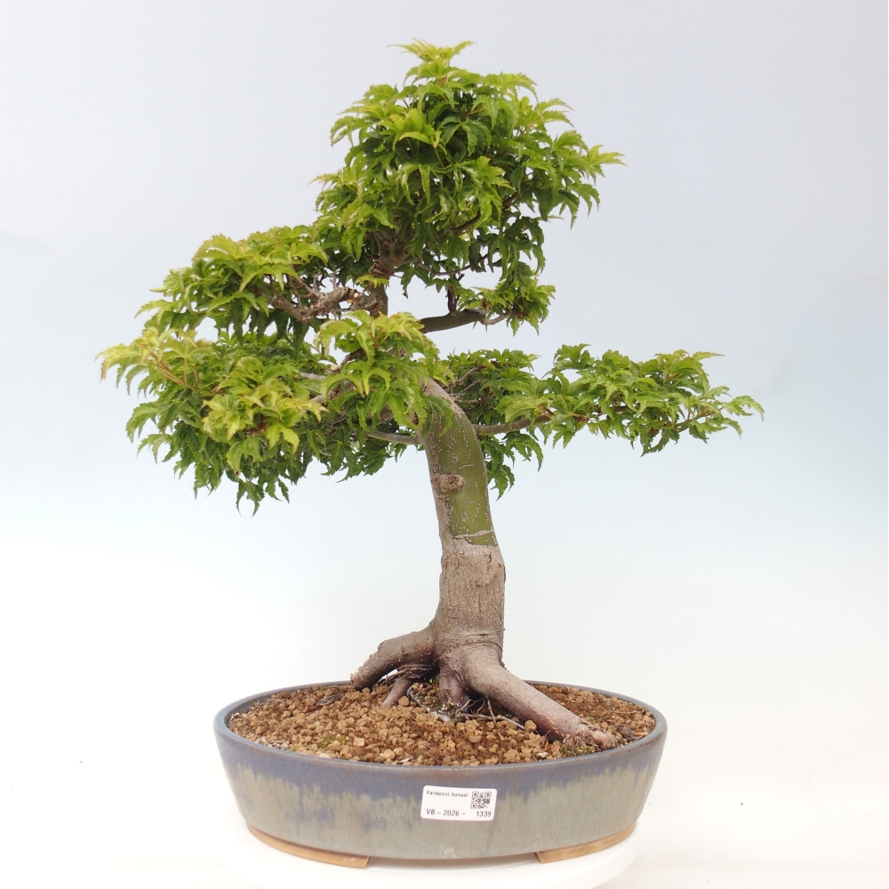 Bonsai da esterno -Palma di Giava Acer palmatum Shishigashira