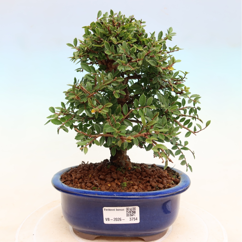 Bonsai da esterno - Zelkova - Zelkova NIRE