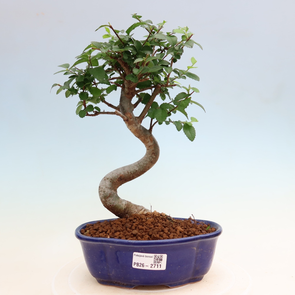 Camera bonsai - Ulmus parvifolia - Olmo a foglie piccole