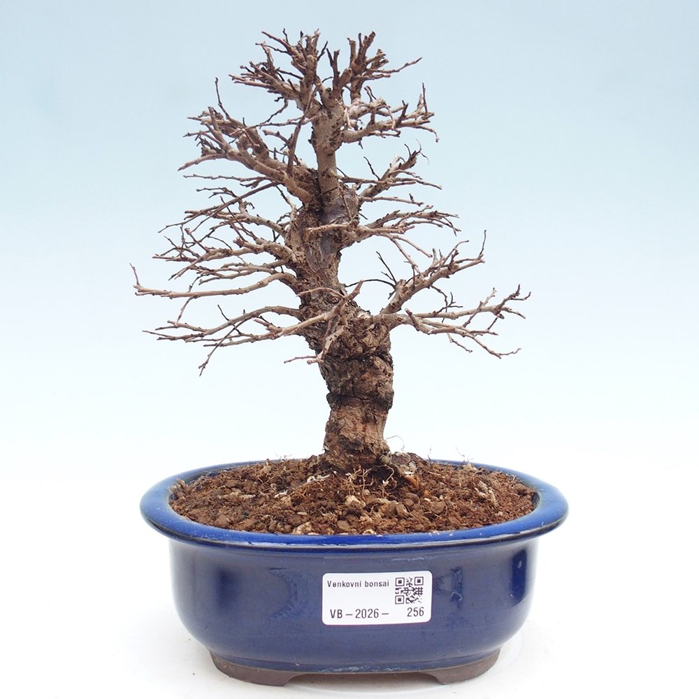 Bonsai da esterno - Zelkova - Zelkova NIRE