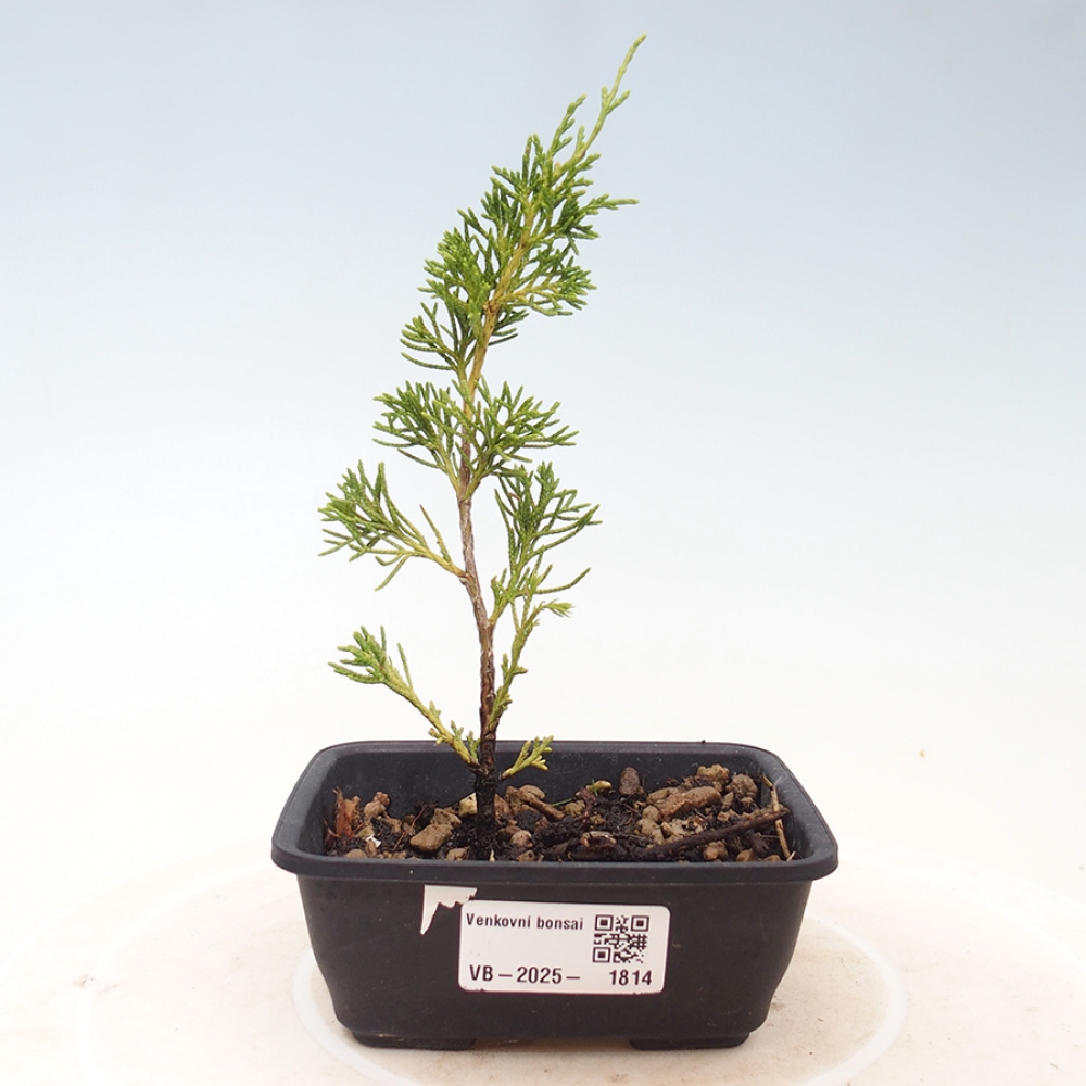 Bonsai da esterno - Juniperus chinensis Itoigawa