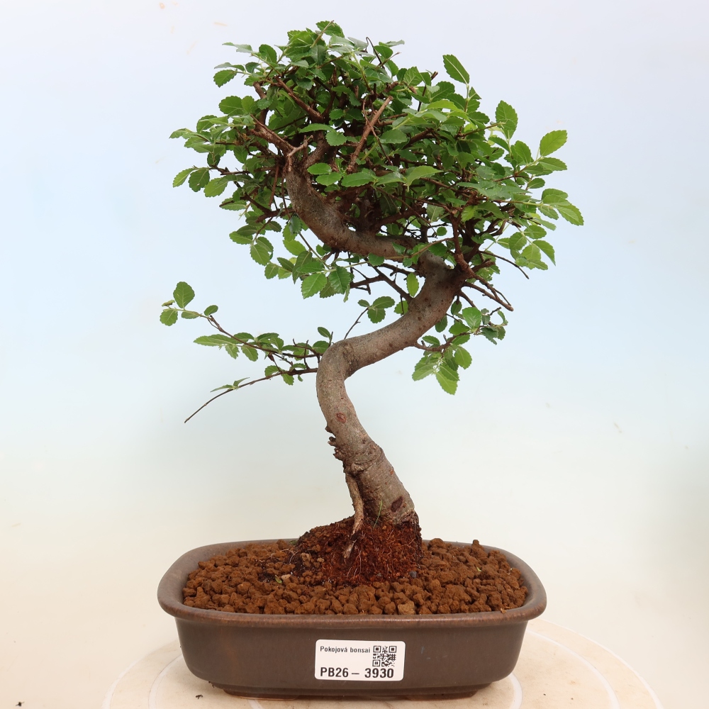 Camera bonsai - Ulmus parvifolia - Olmo a foglie piccole