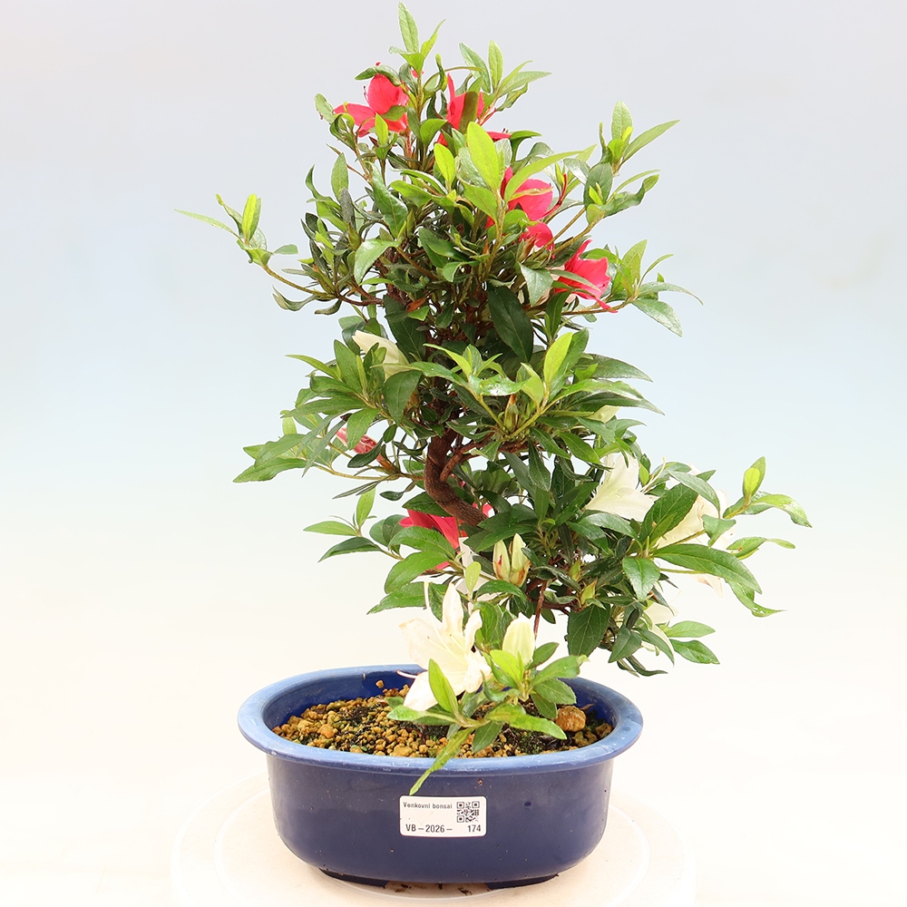 Bonsai da esterno - Azalea giapponese - Azalea CHIHIRO