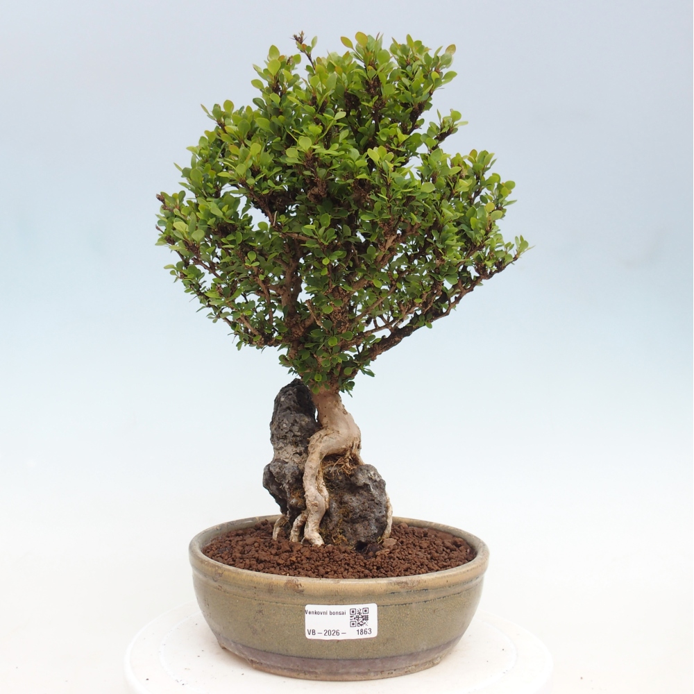 Bonsai da esterno - Berberis coreana