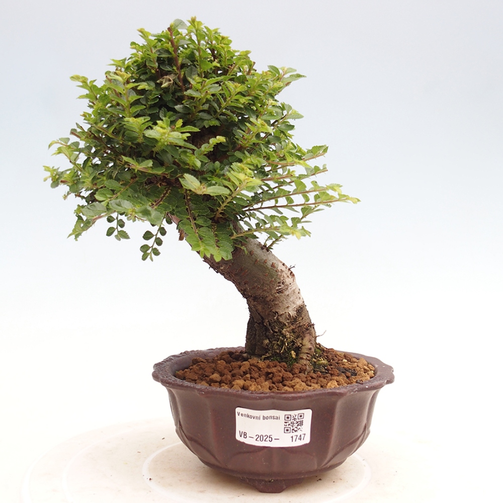 Bonsai da esterno - Ulmus parvifolia Hokkaido - Olmo cinese