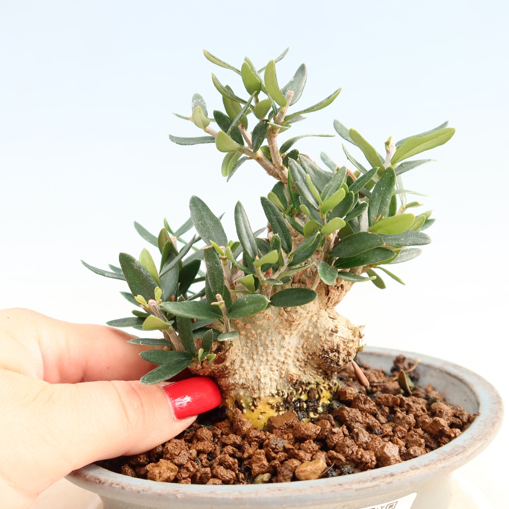 Bonsai da interno - Olea europaea sylvestris