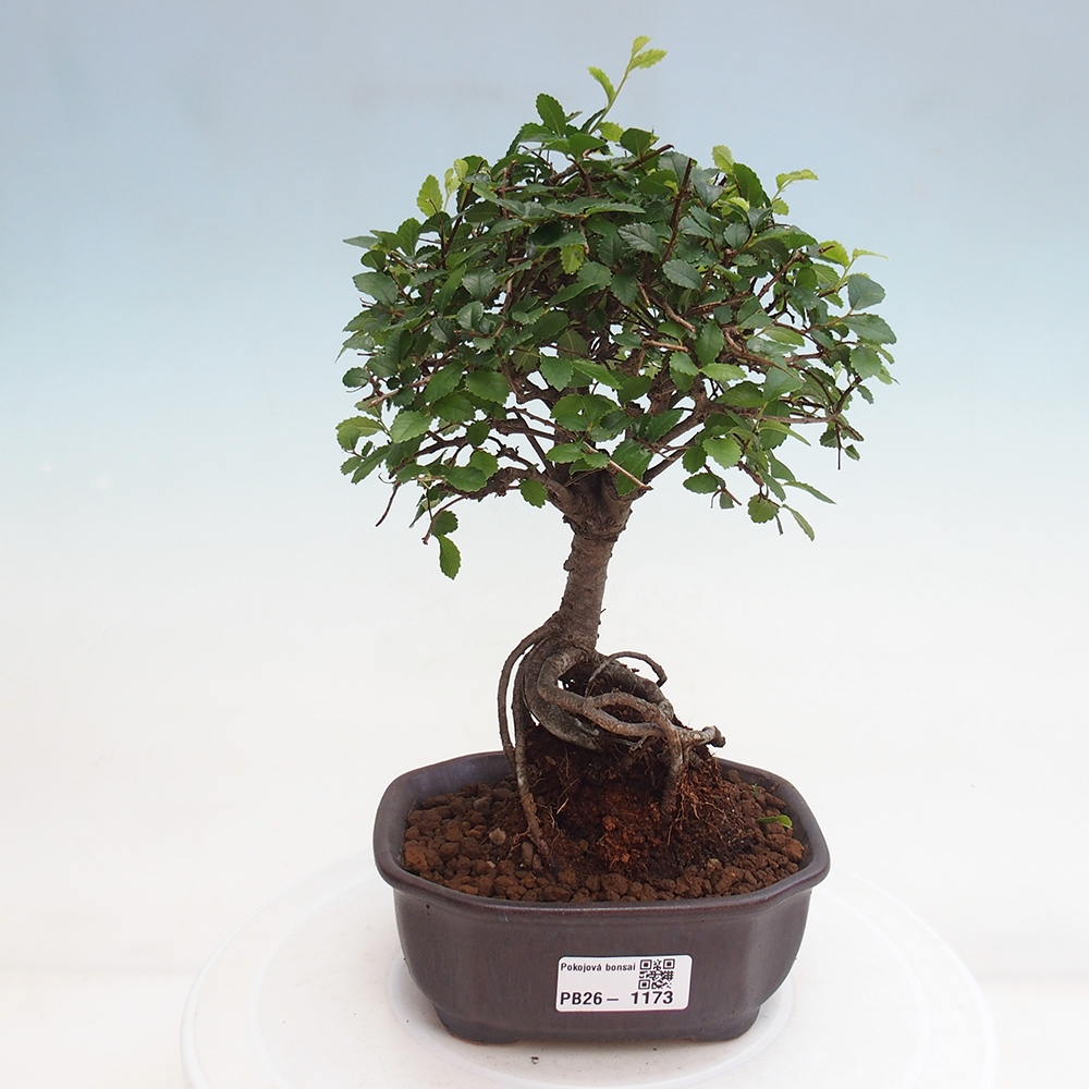Camera bonsai - Ulmus parvifolia - Olmo a foglie piccole