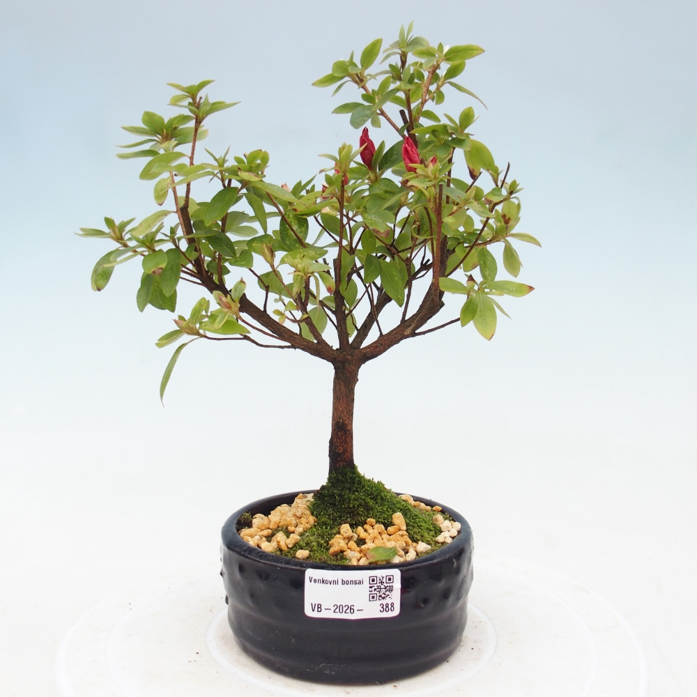 Bonsai da esterno - Azalea giapponese - Azalea sp.