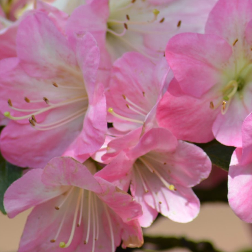 Bonsai da esterno - Azalea giapponese - Azalea Kinsho