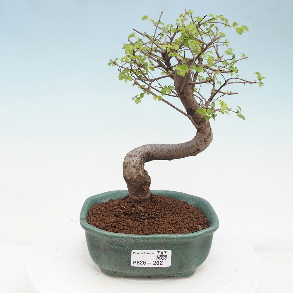 Camera bonsai - Ulmus parvifolia - Olmo a foglie piccole